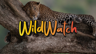 WildWatch