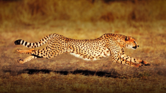 SpeedKills